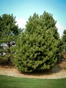 Сосна Чёрная (Pinus Nigra) купить по цене от 270.00р. в интернет-магазине «Посадика» с доставкой почтой в в Питкярантае и по всей России – [изображение №1].