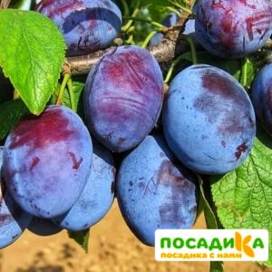 Слива Чачакская ранняя купить по цене от 229.00р. в интернет-магазине «Посадика» с доставкой почтой в в Питкярантае и по всей России – [изображение №1].