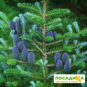 Пихта корейская (Abies koreana) купить по цене от 450.00р. в интернет-магазине «Посадика» с доставкой почтой в в Питкярантае и по всей России – [изображение №1].