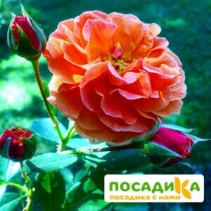 Роза Арабия купить по цене от 350.00р. в интернет-магазине «Посадика» с доставкой почтой в в Питкярантае и по всей России – [изображение №1].