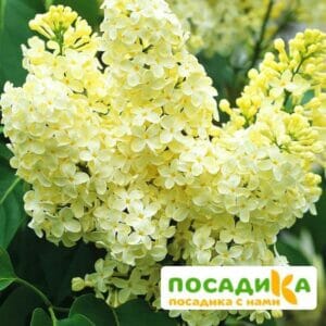 Сирень Примроуз (Primrose) купить по цене от 529.00р. в интернет-магазине «Посадика» с доставкой почтой в в Питкярантае и по всей России – [изображение №1].