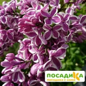 Сирень Сенсация купить по цене от 529.00р. в интернет-магазине «Посадика» с доставкой почтой в в Питкярантае и по всей России – [изображение №1].