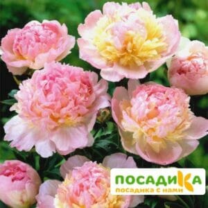 Пион Распберри Сандей (Paeonia Raspberry Sundae) купить по цене от 959р. в интернет-магазине «Посадика» с доставкой почтой в в Питкярантае и по всей России – [изображение №1].