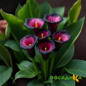 Калла Аура Лейс купить по цене от 400р. в интернет-магазине «Посадика» с доставкой почтой в в Питкярантае и по всей России – [изображение №1].