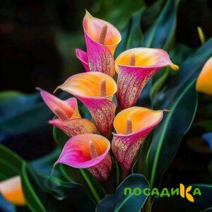 Калла Оникс купить по цене от 450р. в интернет-магазине «Посадика» с доставкой почтой в в Питкярантае и по всей России – [изображение №1].