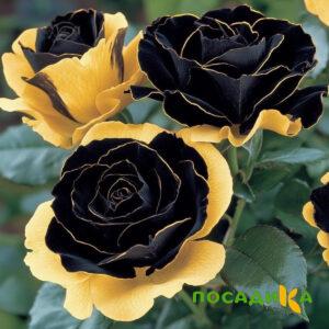 Роза Ханни Сикл купить по цене от 700р. в интернет-магазине «Посадика» с доставкой почтой в в Питкярантае и по всей России – [изображение №1].