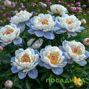 Пион акварельный Этюд купить по цене от 806р. в интернет-магазине «Посадика» с доставкой почтой в в Питкярантае и по всей России – [изображение №1].