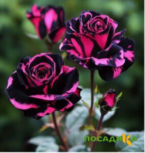 Роза Багровый Шепот купить по цене от 366р. в интернет-магазине «Посадика» с доставкой почтой в в Питкярантае и по всей России – [изображение №1].
