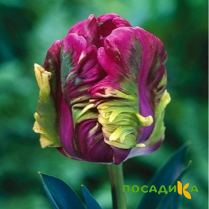 Тюльпан Экзотик Хэвен купить по цене от 186р. в интернет-магазине «Посадика» с доставкой почтой в в Питкярантае и по всей России – [изображение №1].